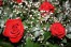 Thumbnail image for January 2012 Special Offer – 15% Discount on Ceremony and Reception Bookings